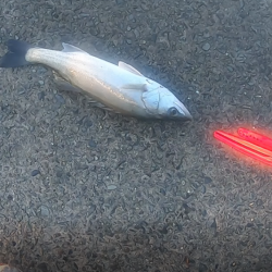 水面爆発！！トップシーバス炸裂！！